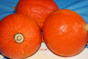 Dýně Hokkaido